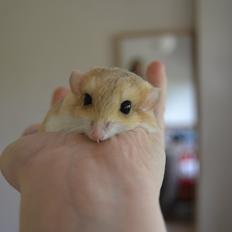Fedthalemus | Giny