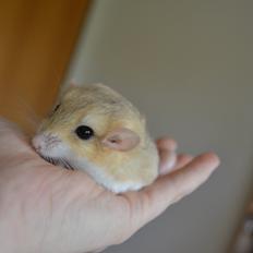 Fedthalemus | Giny
