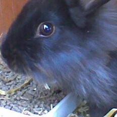 Kanin blackie
