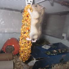 Dværghamster Betteski