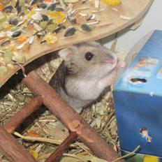 Dværghamster Betteski