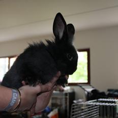 Kanin Pjulie SOLGT :-(