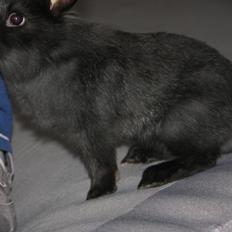 Kanin Pjulie SOLGT :-(