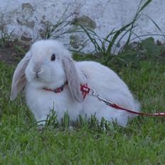 Kanin Nørremarks Timon <3