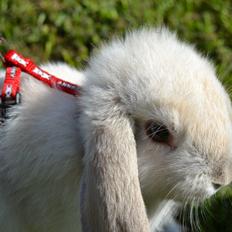 Kanin Nørremarks Timon <3