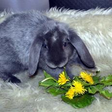 Kanin *Drop Ears Blue Diamond*