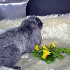 Kanin *Drop Ears Blue Diamond*