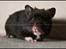 Hamster Hyggehulen's Burton