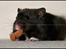 Hamster Hyggehulen's Burton