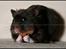 Hamster Hyggehulen's Burton