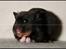 Hamster Hyggehulen's Burton