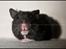 Hamster Hyggehulen's Burton