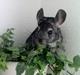 Chinchilla Pjuske