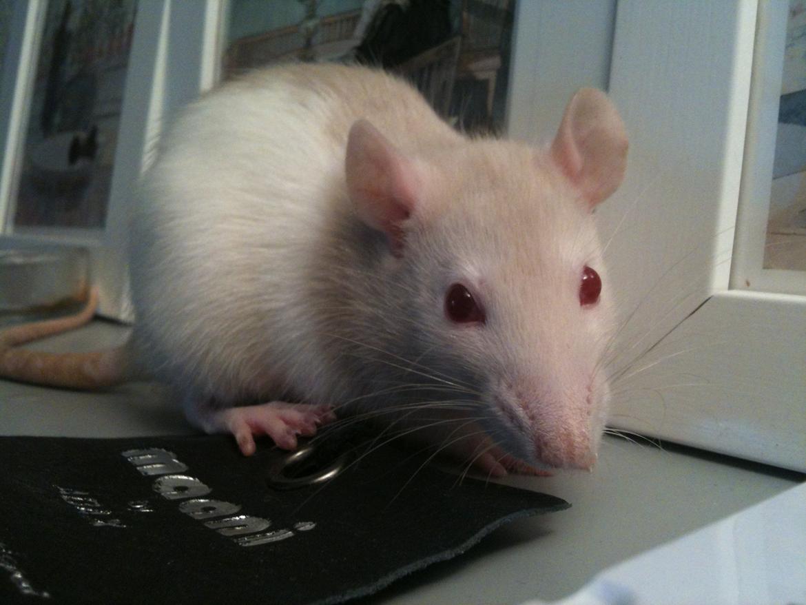 Tamrotte bellis billede 1