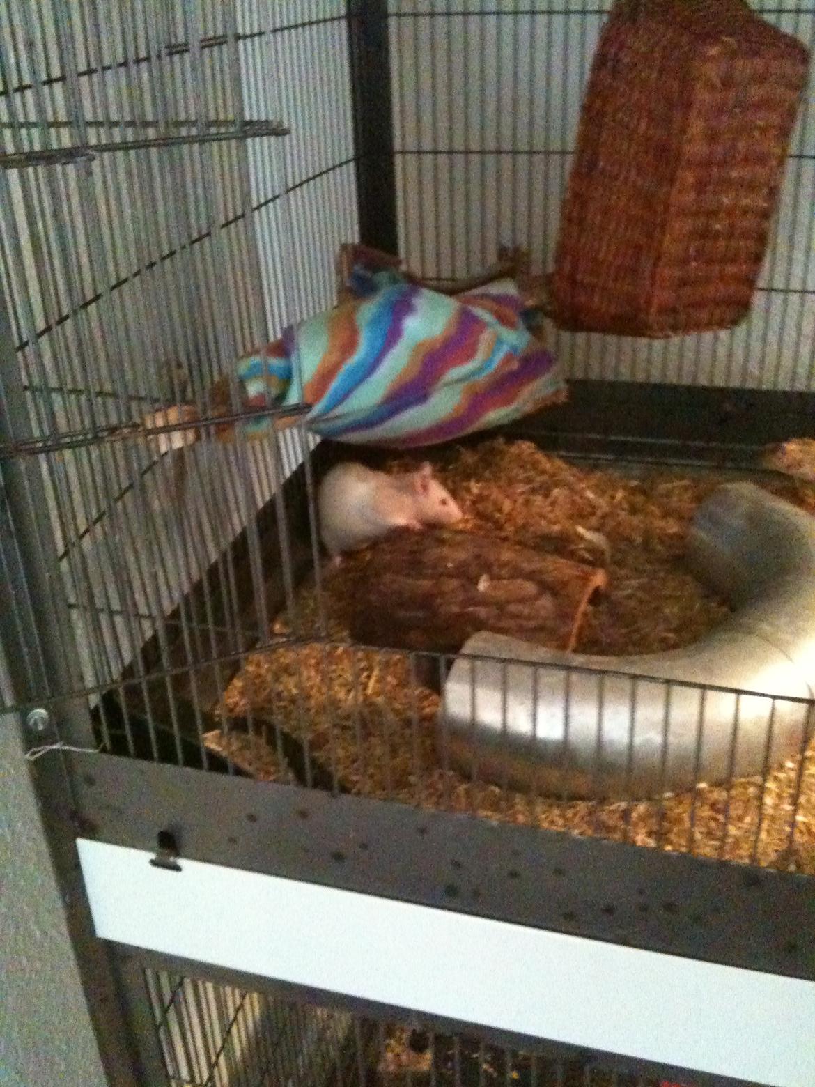 Tamrotte bellis billede 2