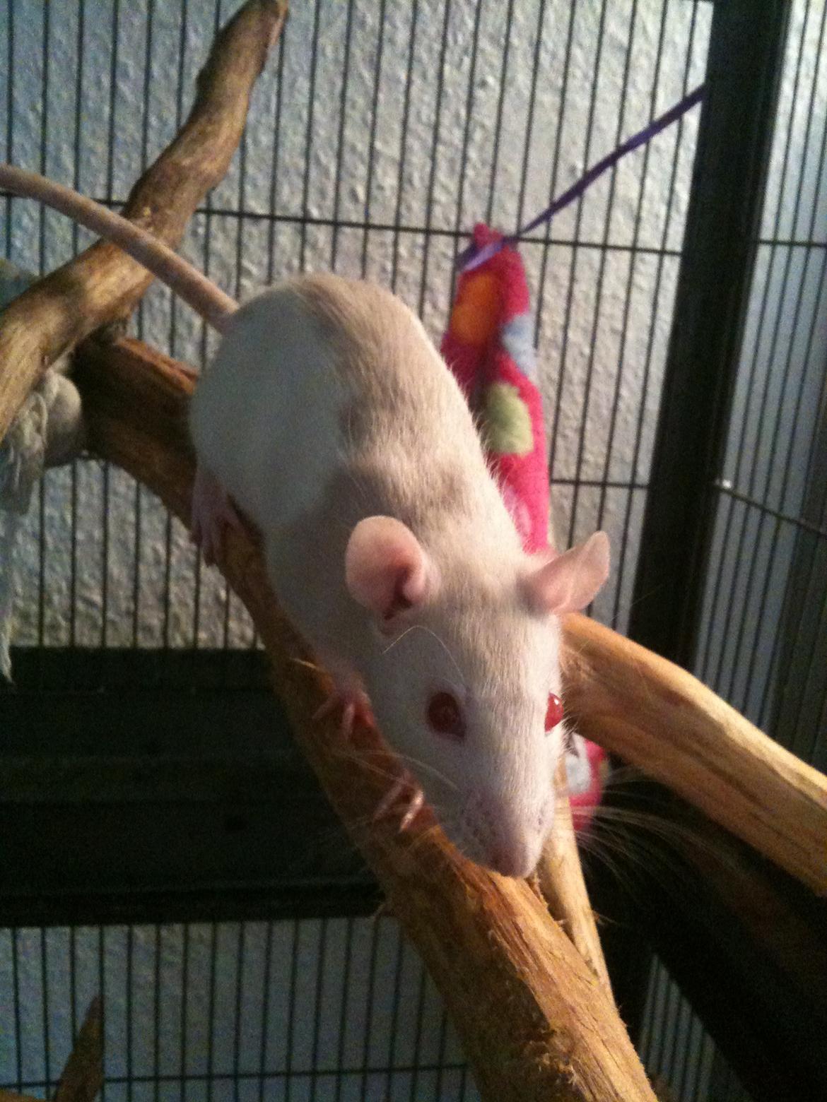 Tamrotte bellis billede 3