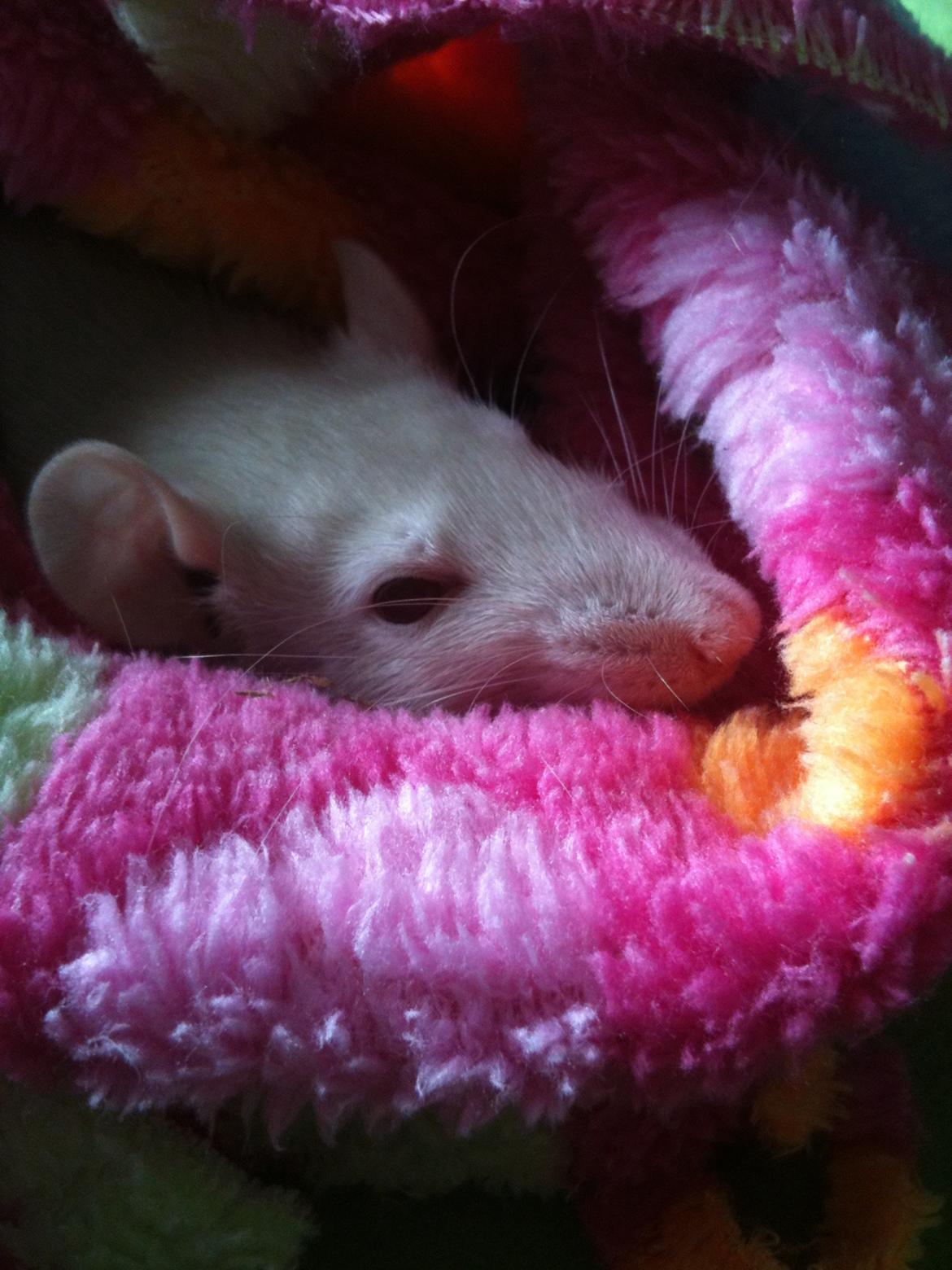 Tamrotte bellis billede 4