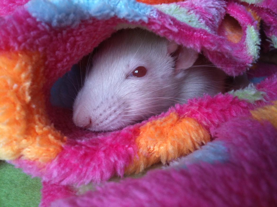 Tamrotte bellis billede 5