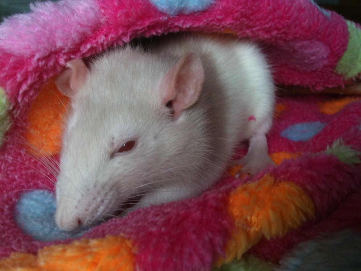 Tamrotte bellis billede 6