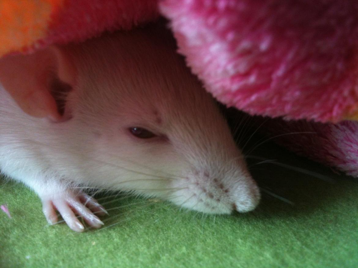 Tamrotte bellis billede 7