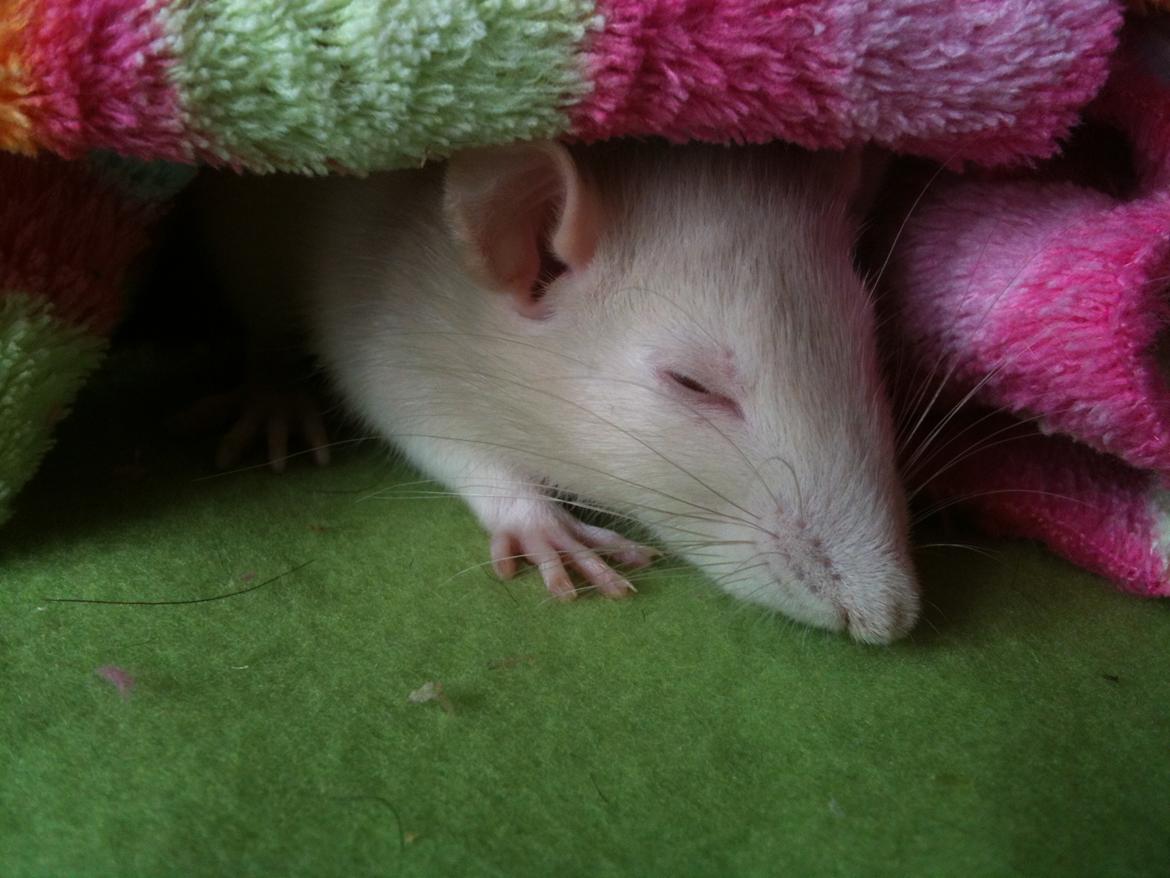 Tamrotte bellis billede 8