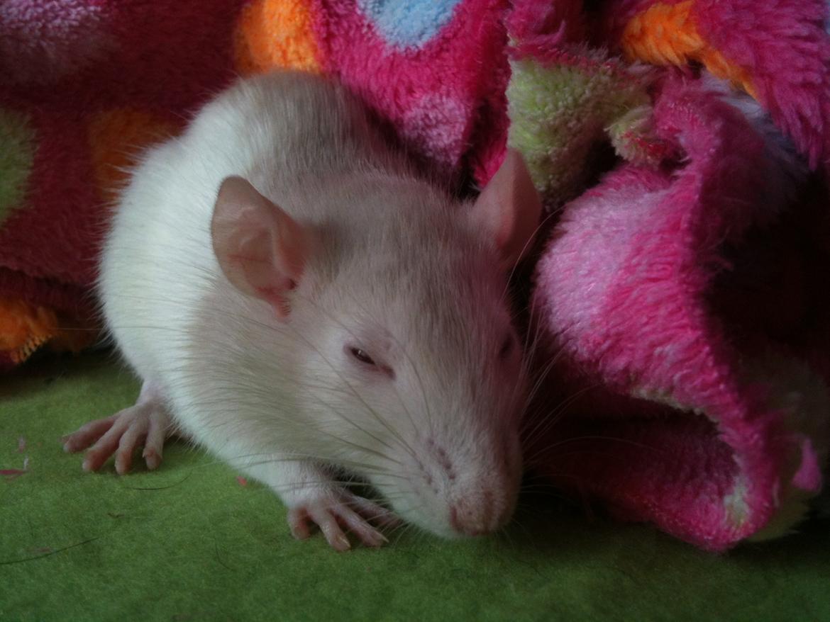 Tamrotte bellis billede 9