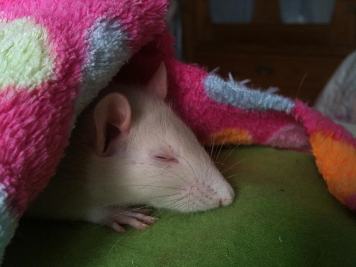 Tamrotte bellis billede 10