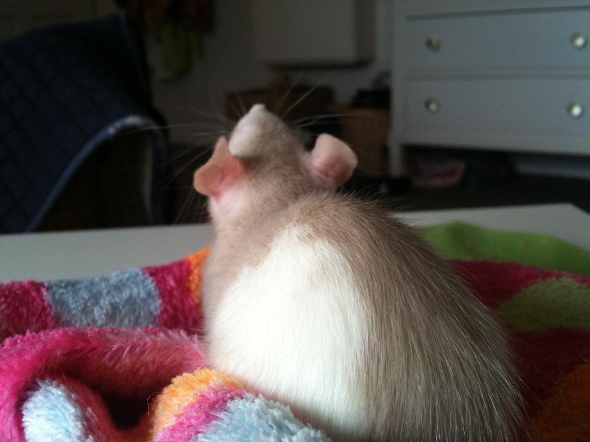 Tamrotte bellis billede 11