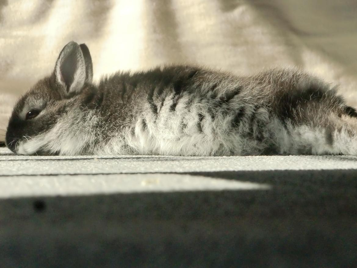 Kanin ZGM Netland Oftedal's Lotus - hermelin - dette er stadig ynglings beskæftigelsen når der er sol billede 11