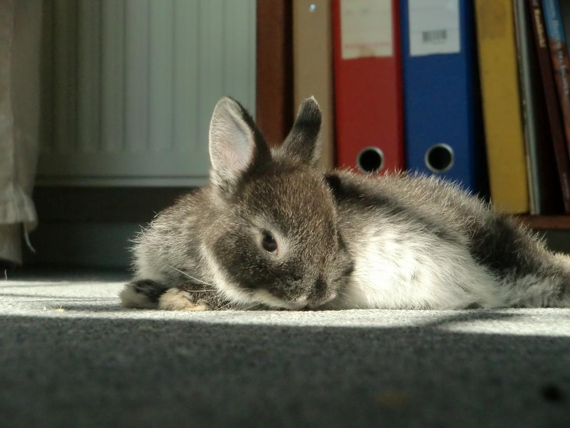 Kanin ZGM Netland Oftedal's Lotus - hermelin billede 12