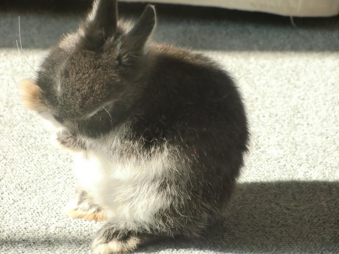 Kanin ZGM Netland Oftedal's Lotus - hermelin - hamster eller kanin? hehe billede 13