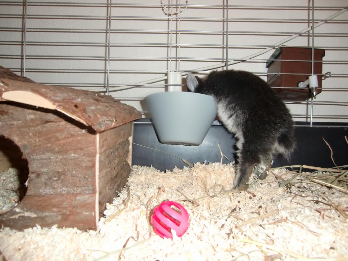 Kanin ZGM Netland Oftedal's Lotus - hermelin billede 14