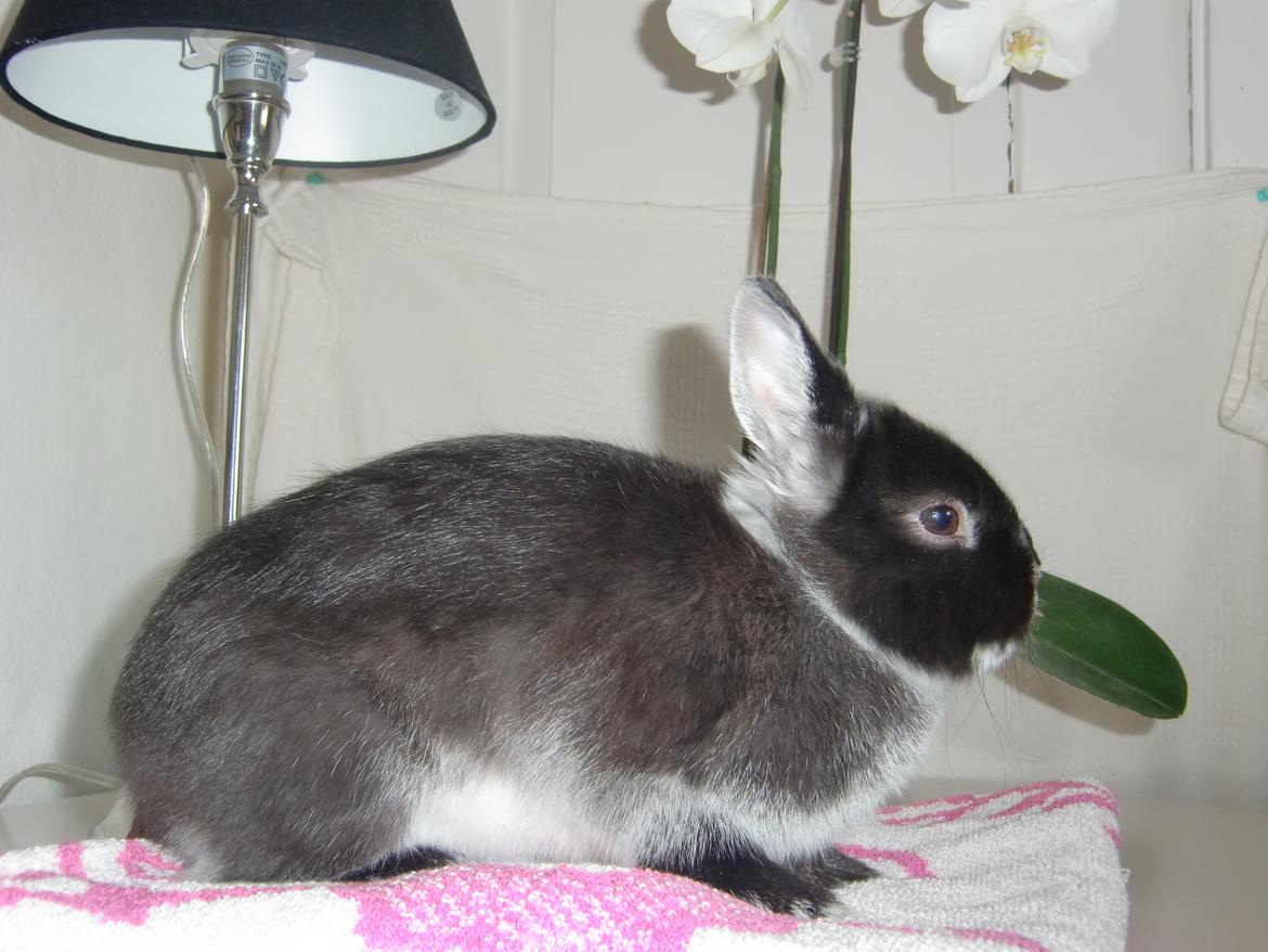 Kanin Mynte - Hermelin billede 17