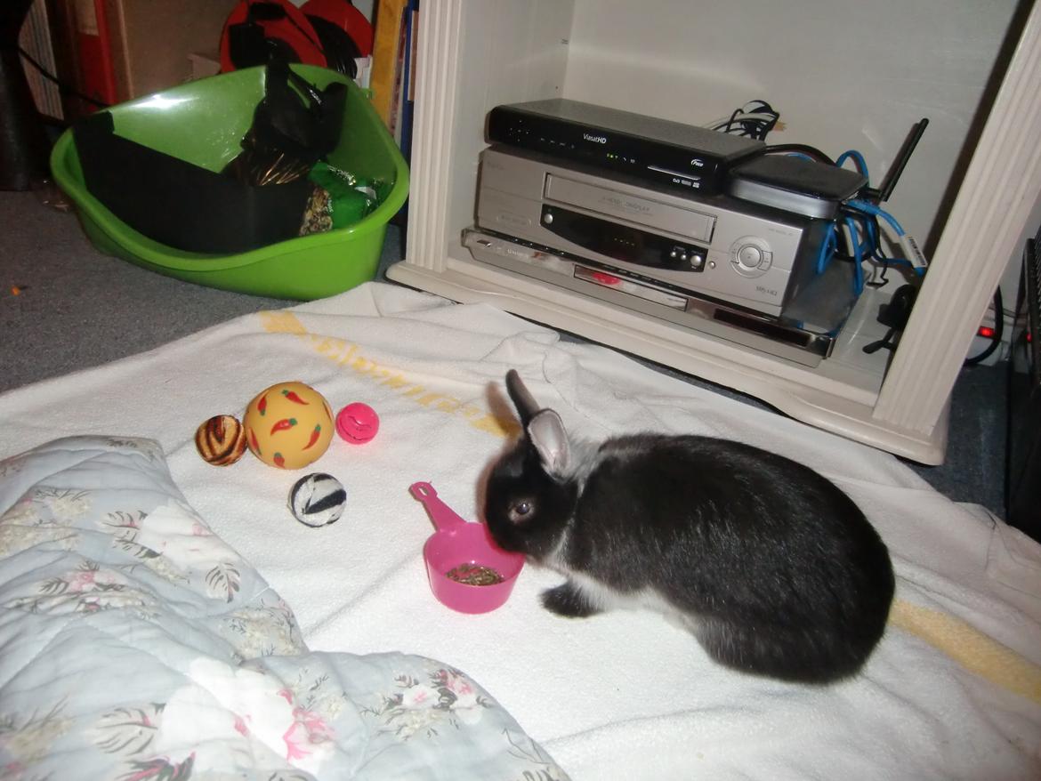 Kanin Mynte - Hermelin billede 18