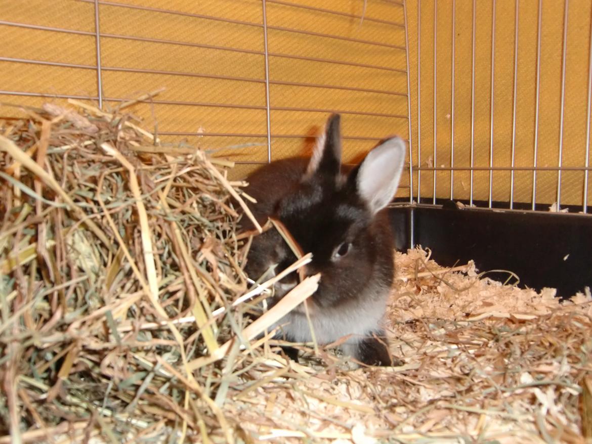 Kanin Mynte - Hermelin billede 19