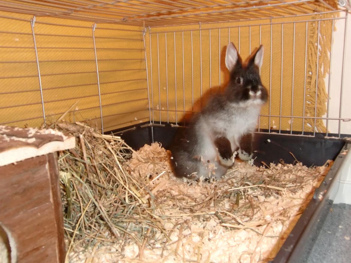 Kanin Mynte - Hermelin billede 20