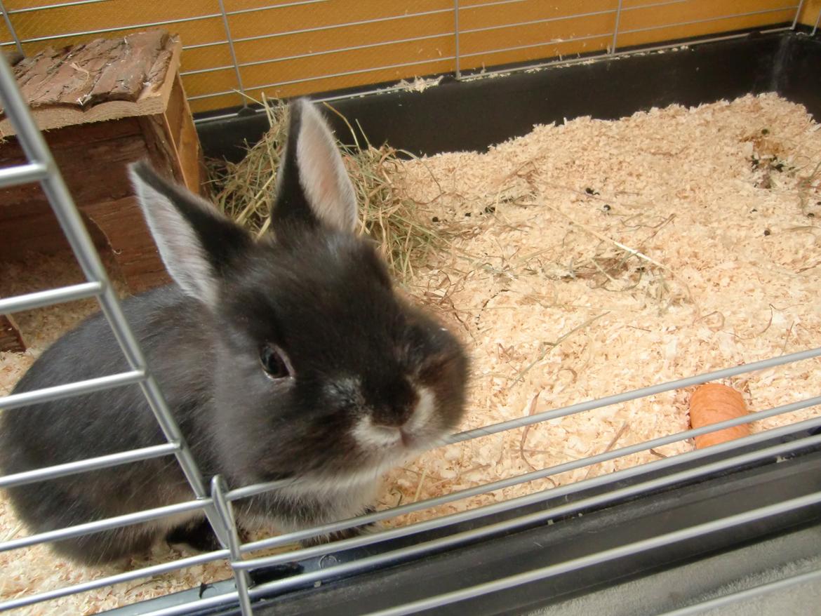 Kanin Mynte - Hermelin billede 1