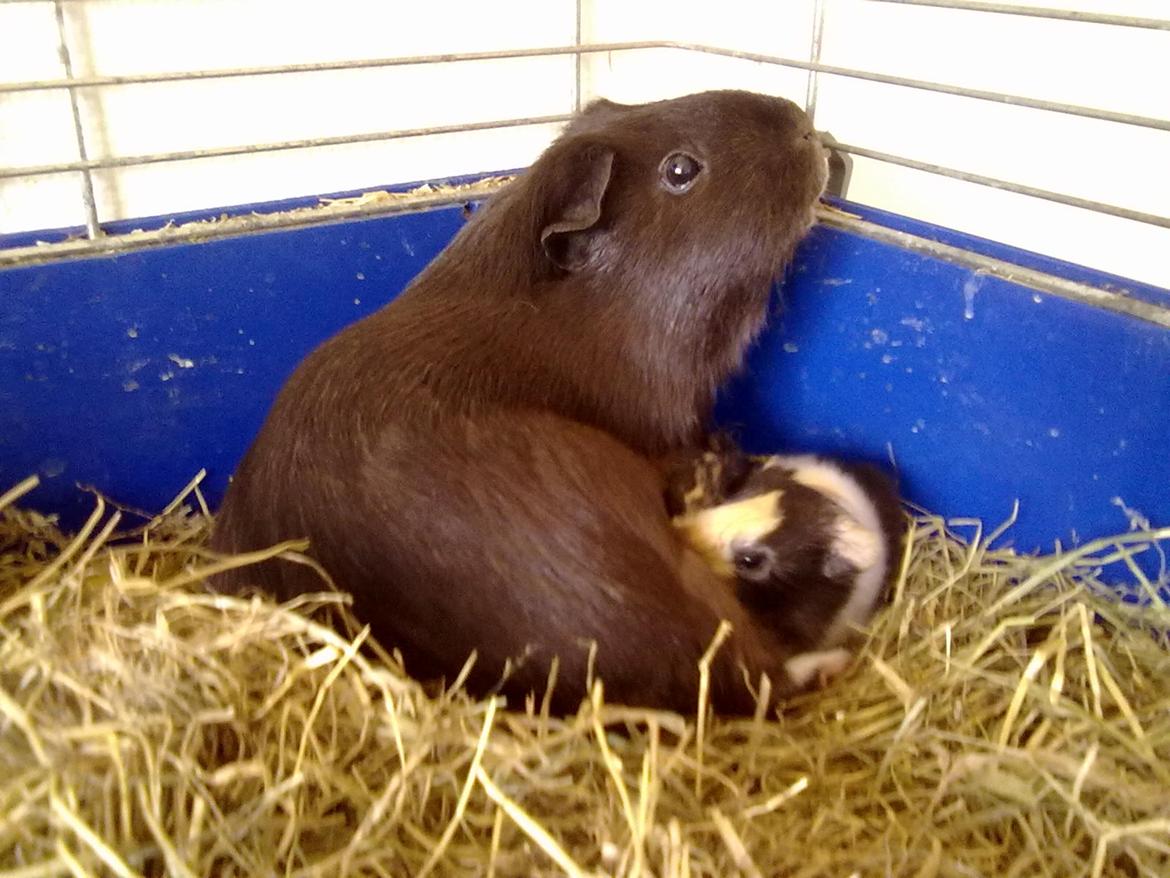 Marsvin tøzen billede 12