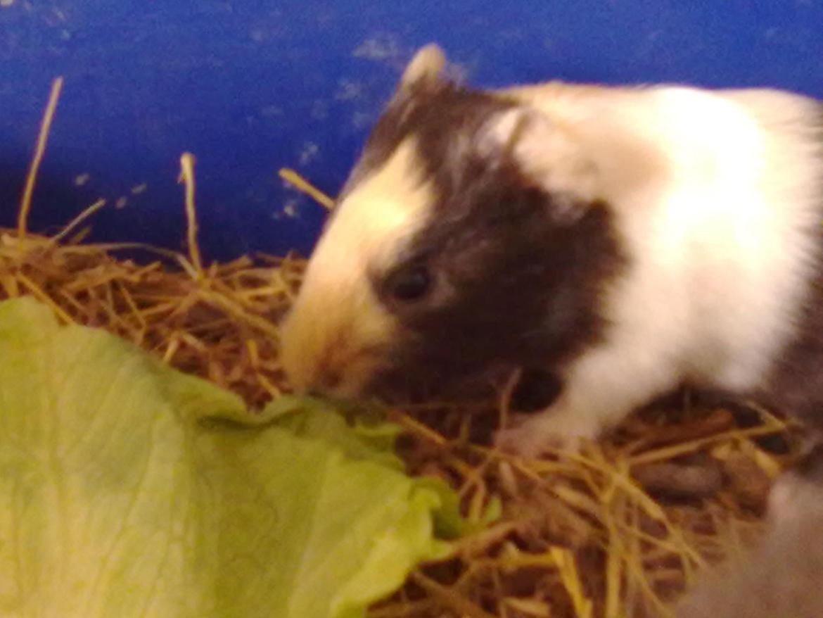 Marsvin tøzen billede 14