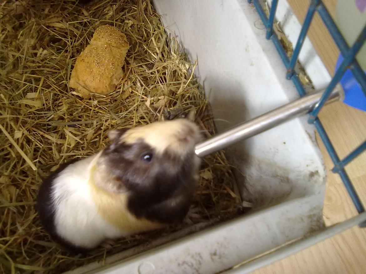 Marsvin tøzen billede 15