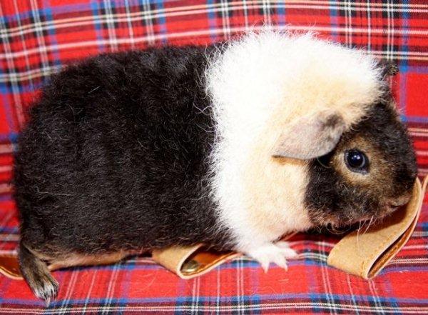 Marsvin Fluffy Licious billede 1