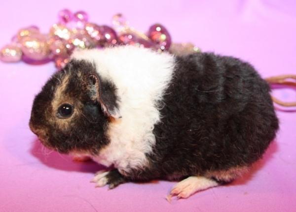 Marsvin Fluffy Licious billede 2