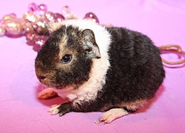 Marsvin Fluffy Licious billede 3