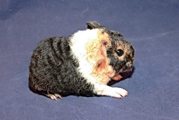 Marsvin Fluffy Licious billede 4