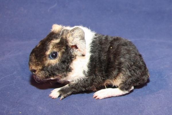 Marsvin Fluffy Licious billede 5