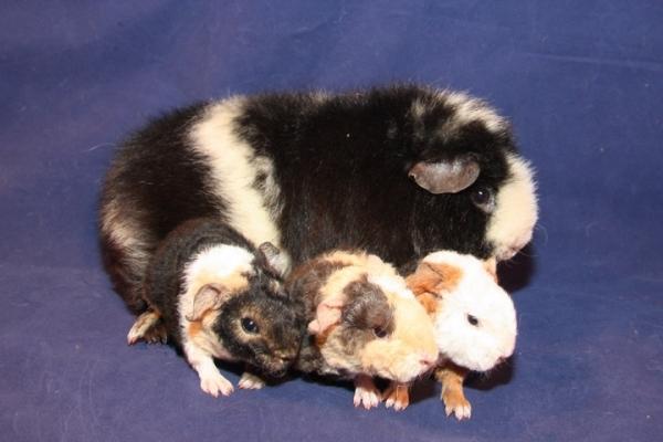 Marsvin Fluffy Licious billede 6