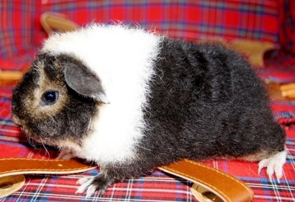 Marsvin Fluffy Licious billede 7