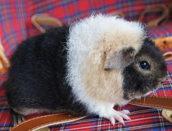 Marsvin Fluffy Licious billede 8