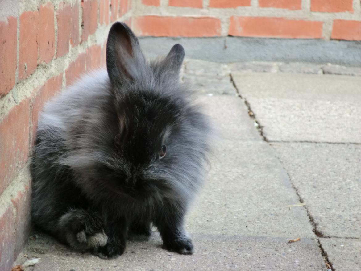 Kanin Sigge billede 1