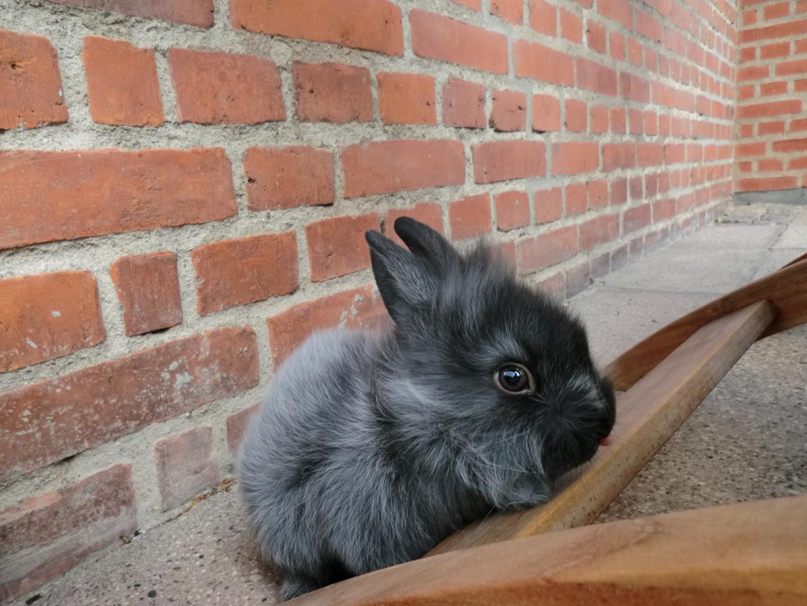 Kanin Sigge billede 2